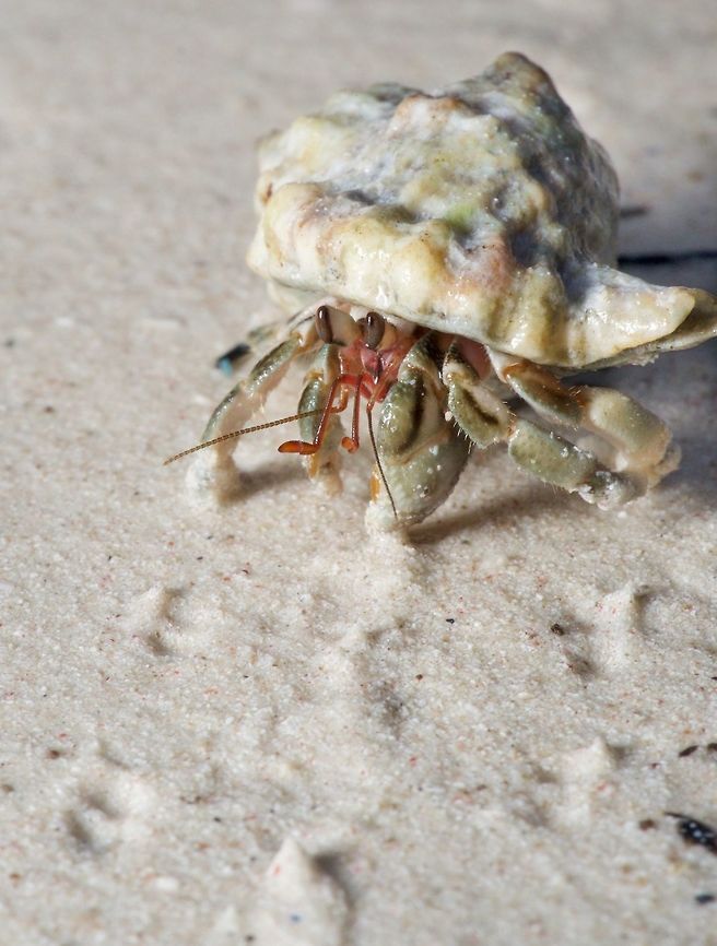 Hermit Crab on Alona Beach, Bohol, Philippines Walking backwards away from me and leaving a trail of footprints. Coenobita cavipes,Coenobita rugosus,Coenobita violascens,Geotagged,Philippines,Winter,alona beach,crab,sand,sea life