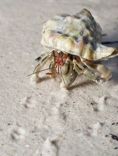 Hermit Crab on Alona Beach, Bohol, Philippines Walking backwards away from me and leaving a trail of footprints. Coenobita cavipes,Coenobita rugosus,Coenobita violascens,Geotagged,Philippines,Winter,alona beach,crab,sand,sea life