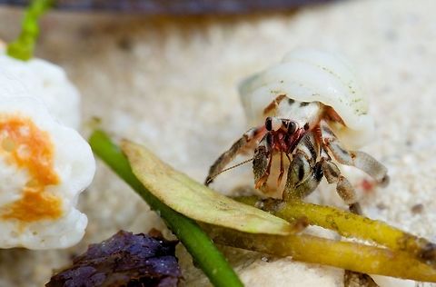 Hermit crab on Alona Beach in Bohol, Philippines They were all over the beach just past the surf. Coenobita cavipes,Coenobita rugosus,Coenobita violascens,Geotagged,Macro,Philippines,Winter,crab,crustaceans,hermit crab