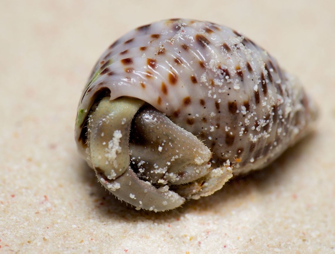 Hermit crab hiding from my flash on Alona Beach in Bohol, Philippines For some reason this one wouldn&#039;t let me use my flash without hiding.  Coenobita cavipes,Coenobita rugosus,Coenobita violascens,Geotagged,Hermit Crab,Philippines,Winter,crab