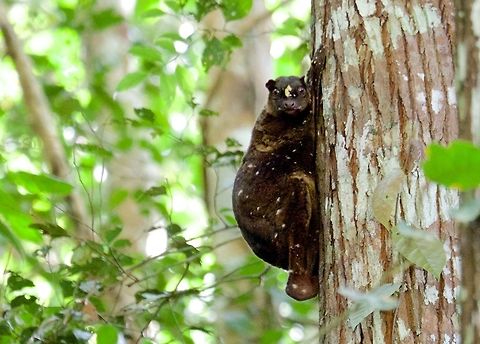Philippine Flying Lemur resting on the side of a tree during the day "Although called a flying lemur, it cannot fly and is not a lemur. "

Taken at Rajah Sikatuna National Park in Bohol, Philippines. Sorry for the grainy photo, it was in a shadow and my zoom lens is slow. Heavily post-processed to increase clarity.  Cynocephalus volans,Geotagged,Philippine flying lemur,Philippines,Winter