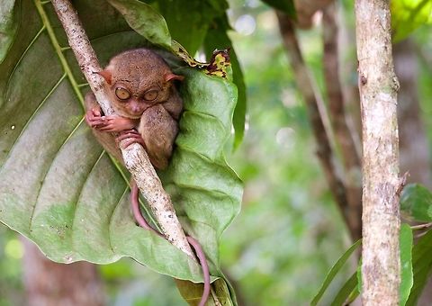 Tarsier trying to sleep at the Tarsier Conservation Area in Bohol, Philippines  Carlito syrichta,Geotagged,Philippine Tarsier,Philippine tarsier,Philippines,Tarsius syrichta,Winter