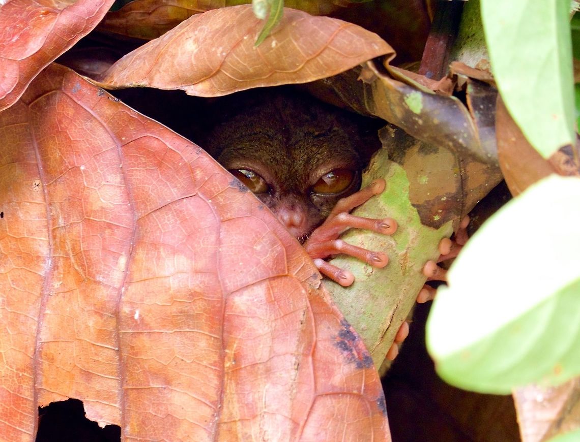 Tarsier hiding at the Tarsier Conservation Area in Bohol, Philippines  Carlito syrichta,Geotagged,Philippine Tarsier,Philippine tarsier,Philippines,Tarsius syrichta,Winter
