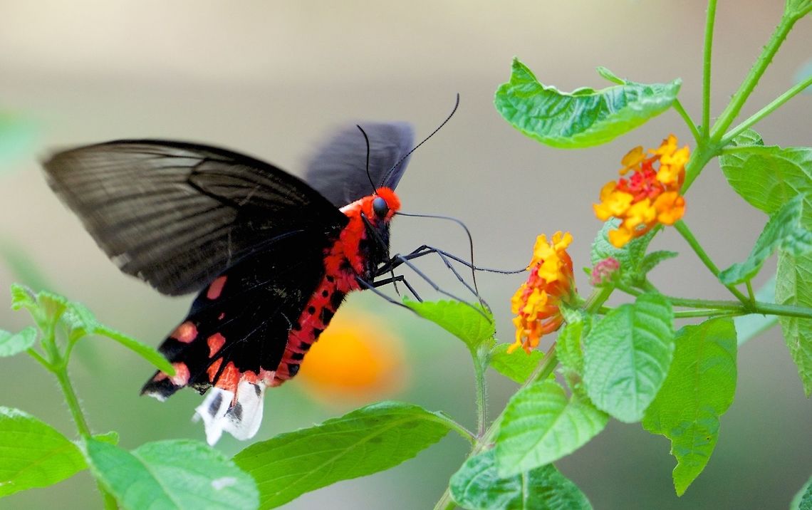 Big furry butterfly in Bohol, Philippines  Atrophaneura semperi,Geotagged,Philippines,Winter