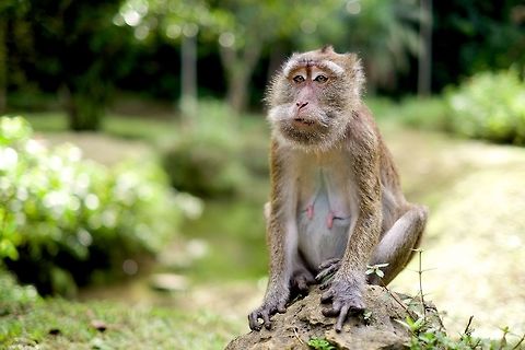 Philippine long-tailed macaque