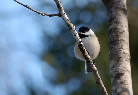 Black-Capped Chickadee enjoys the golden hour Lucky shot with my 50-230mm. Some manipulative PP to remove a distracting stick :) Black-capped Chickadee,Canada,Geotagged,Poecile atricapillus,Winter