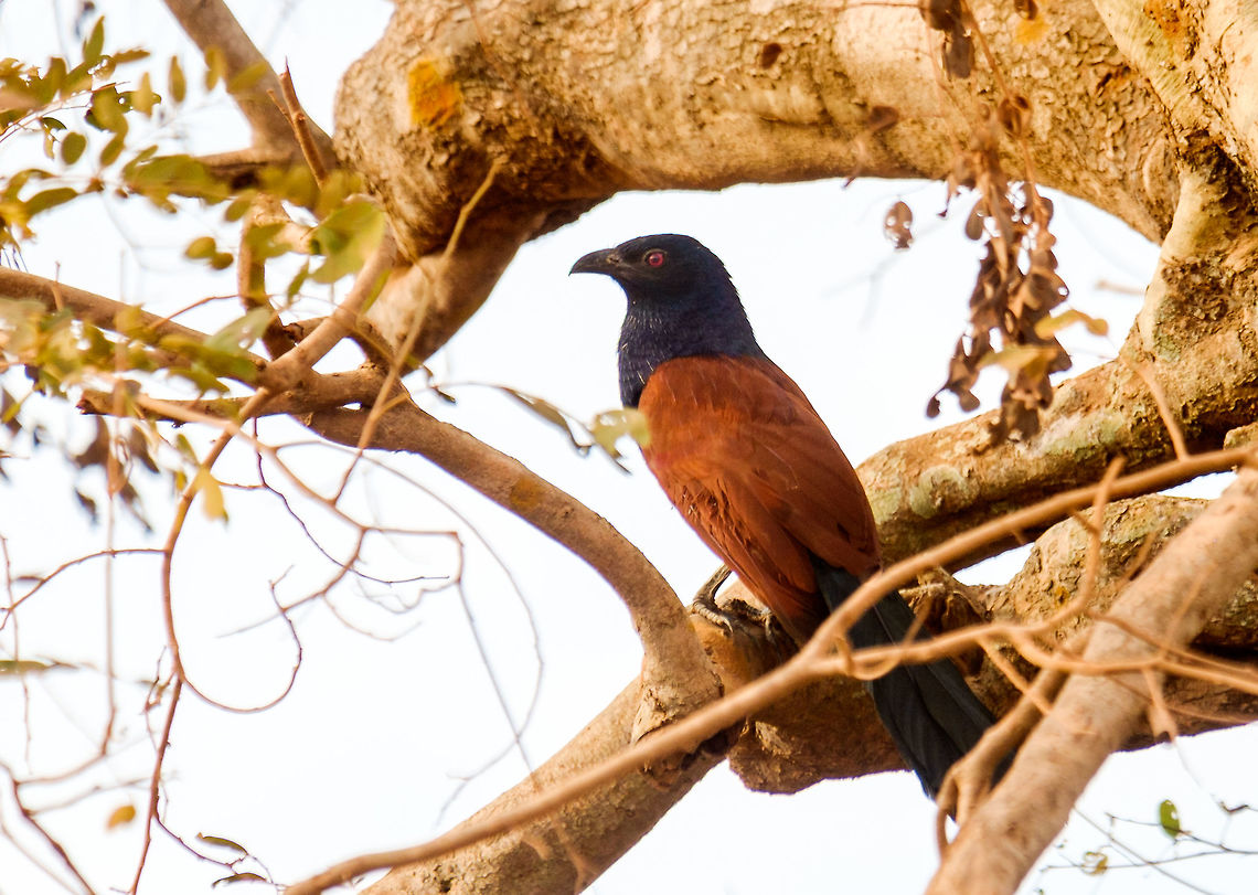 Greater Coucal in Ang Trapeng Thmor, Cambodia  Cambodia,Centropus sinensis,Geotagged,Greater Coucal,Winter