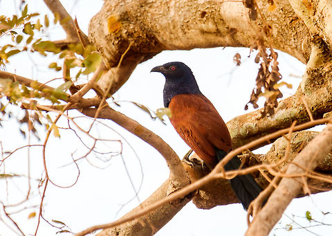 Greater Coucal in Ang Trapeng Thmor, Cambodia  Cambodia,Centropus sinensis,Geotagged,Greater Coucal,Winter