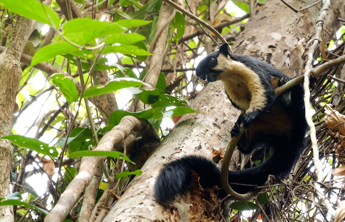 Giant Black Squirrel Giant black squirell in a hillside forest near Siem Reap, Cambodia. Spotted on the foot path up to Kbal Spean, a jungle waterfall temple. <a href="http://en.wikipedia.org/wiki/Kbal_Spean" rel="nofollow">http://en.wikipedia.org/wiki/Kbal_Spean</a><br />
<br />
At first they seemed like skunks jumping around in the trees, we didn't think they were squirrels until someone told us, though it's obvious in retrospect.  Black giant squirrel,Cambodia,Geotagged,Ratufa bicolor,Winter,asia,black-giant-squirrel,cambodia,giant-black-squirrel,squirrel,travel