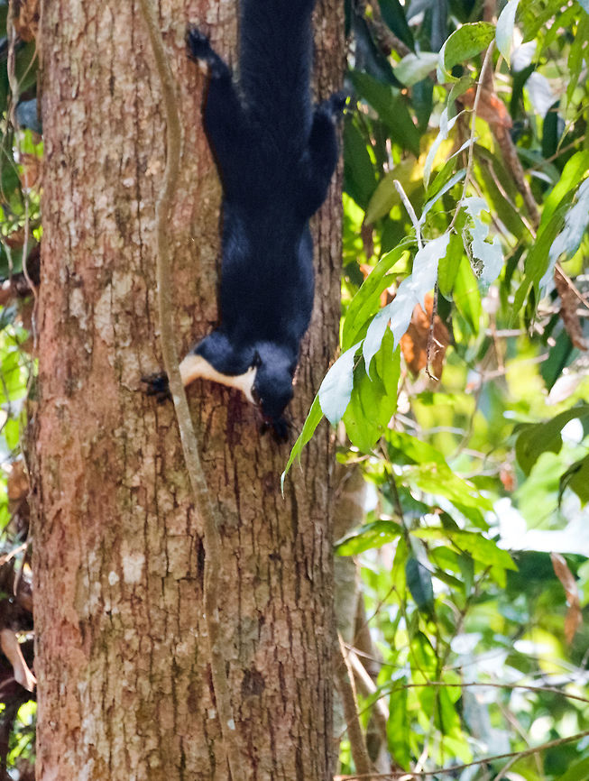 Giant Black Squirell in Cambodia Giant black squirell in a hillside forest near Siem Reap, Cambodia. Spotted on the foot path up to Kbal Spean, a jungle waterfall temple. <a href="http://en.wikipedia.org/wiki/Kbal_Spean" rel="nofollow">http://en.wikipedia.org/wiki/Kbal_Spean</a> Black giant squirrel,Ratufa bicolor,aperture-exporter,asia,black-giant-squirrel,cambodia,giant-black-squirell,squirrel,travel