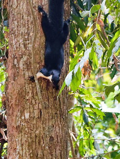 Giant Black Squirell in Cambodia Giant black squirell in a hillside forest near Siem Reap, Cambodia. Spotted on the foot path up to Kbal Spean, a jungle waterfall temple. http://en.wikipedia.org/wiki/Kbal_Spean Black giant squirrel,Ratufa bicolor,aperture-exporter,asia,black-giant-squirrel,cambodia,giant-black-squirell,squirrel,travel