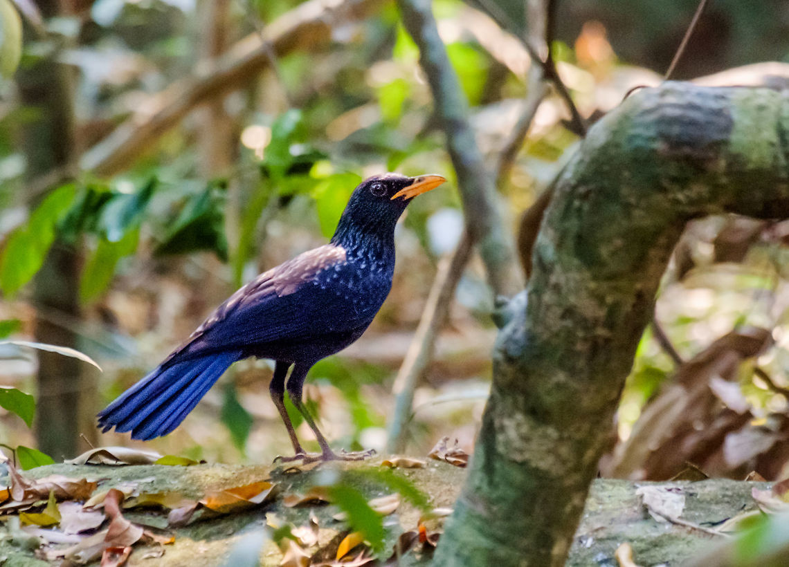 Blue Whistling Thrush in Cambodia Blue Whistling Thrush in a hillside forest near Siem Reap, Cambodia. Spotted on the foot path up to Kbal Spean, a jungle waterfall temple. <a href="http://en.wikipedia.org/wiki/Kbal_Spean" rel="nofollow">http://en.wikipedia.org/wiki/Kbal_Spean</a> Blue whistling thrush,Cambodia,Geotagged,Myophonus caeruleus,Winter,asia,blue-whistling-thrush,cambodia,thrush,travel