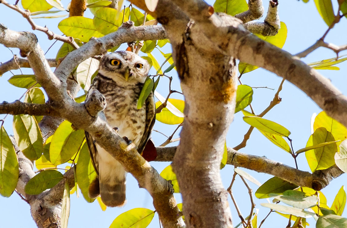 Spotted Owlet in Cambodia Our guide found these owls on a tour of Ang Trapaing Thmor Crane Sanctuary. <a href="http://en.wikipedia.org/wiki/Ang_Trapaing_Thmor" rel="nofollow">http://en.wikipedia.org/wiki/Ang_Trapaing_Thmor</a> Aperture Album - TopLevelAlbums - Untitled Smart Album,Athene brama,Cambodia,Geotagged,No Adjustments,Spotted Owlet,Winter,aperture-exporter,aperture-no-adjustments,asia,bird,cambodia,owl,owlet,spotted owlet,travel,wildlife