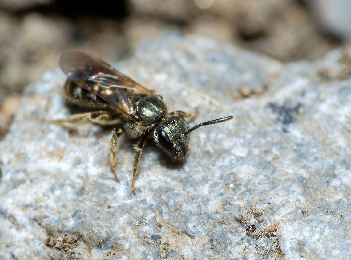 Unassuming little fly (ed. nope!) in Montreal, Canada Friends on Facebook pointed out the eyes looked beeish (not proof of course, there's so many mimics around) then another pointed out that bees have 5 eyes (three on top of head, like this guy), then another friend found a news article about how "sweat bees", normally found south of the border, were becomming more common in Canada!<br />
<br />
All together I'm going to call it, this is a "Sweat Bee". They are often green and are named that way because they apparently are attracted to sweaty humans for some reason :) Agapostemon texanus,Canada,Geotagged,Green sweat bee,Spring,fly,flying insects,insects