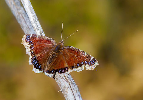 Mourning Cloak soaking up the sun in Montreal They seemed to be congregating on a fallen tree in the forest. As long as I stood nearby they would fly up to by face, flap their wings, then speed away.

I read that males wait in the sun for females to come at them during breeding season, so good chance this lounger is male :) Canada,Geotagged,Mourning Cloak,Nymphalis antiopa,Spring