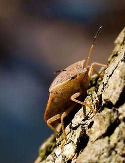 Definitely a Stink/Shield bug, seems like a "green" one in winter colors. Extremely open to re-interpretation of my species ID. It's not a "green shield bug" because those are European and it isn't a "southern" shield bug because it was in Canada. Otherwise it seems to match both species EXCEPT that it's brown/orange rather than gree. 

I found references to the European ones having a brown "winter" color so my ID is speculation that the American "green stink bug" has a similar feature. Considering it's spring in Montreal it seems plausible that this guy is still wearing his winter coat. Acrosternum hilare,Canada,Geotagged,Green stink bug,Spring