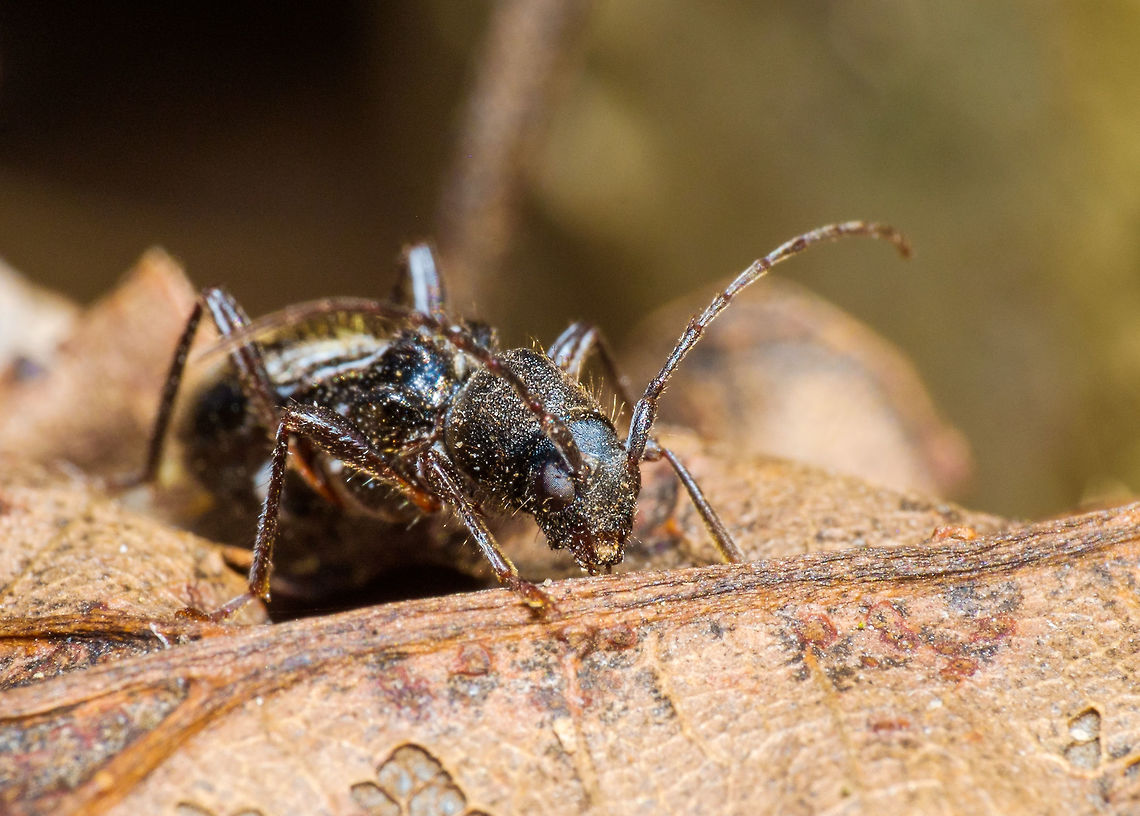 Little Beetle (probably not a fly) Any help identifying this welcome, I hardly know where to start :) Canada,Geotagged,Spring