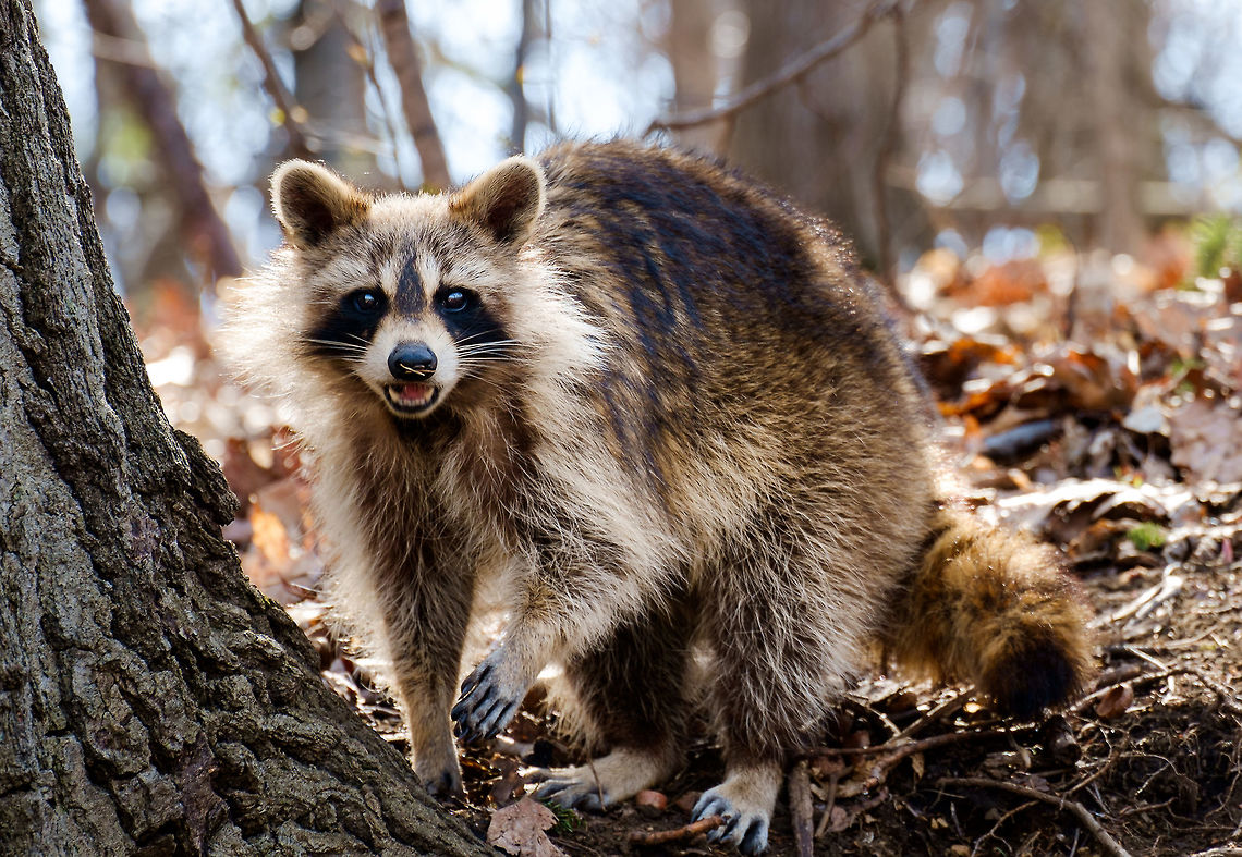 Raton Laveur in Montreal, Quebec The French name for Raccoon is "raton laveur" (~washing rat) because they sometimes soak their food in water to soften it up. Ran into this guy on a path in the foresty park at the center of Montreal. He was nice enough to post and chew something while I tried a few angles.  Canada,Geotagged,Procyon lotor,Raccoon,Spring,mammal,sunset