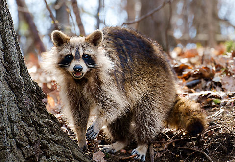 Raton Laveur in Montreal, Quebec The French name for Raccoon is "raton laveur" (~washing rat) because they sometimes soak their food in water to soften it up. Ran into this guy on a path in the foresty park at the center of Montreal. He was nice enough to post and chew something while I tried a few angles.  Canada,Geotagged,Procyon lotor,Raccoon,Spring,mammal,sunset