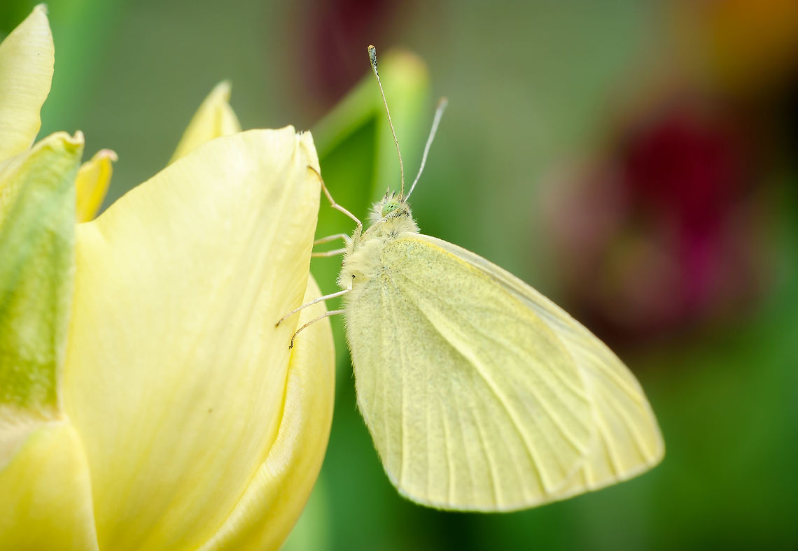 Butterfly in Plateau Mont Royal, Quebec. Captured with Raynox DCR-250 clip-on macro lens on Fuji 35mm lens. Canada,Eurema lisa,Geotagged,Little Yellow,Pieris rapae,Small White,Spring,butterfly,yellow