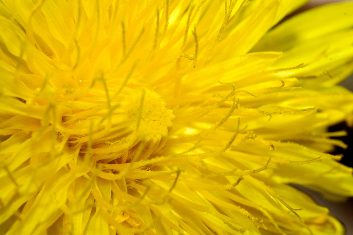 Taraxacum officinale reaching out Glad I took a moment with natures most beautiful weed. Canada,Common dandelion,Geotagged,Spring,Taraxacum officinale