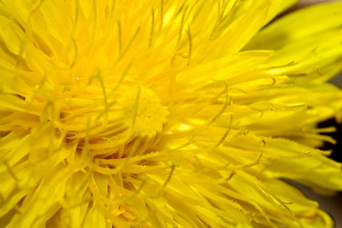 Taraxacum officinale reaching out Glad I took a moment with natures most beautiful weed. Canada,Common dandelion,Geotagged,Spring,Taraxacum officinale