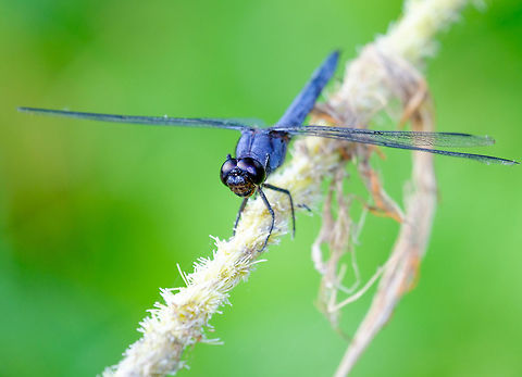 Dragonfly at Lac McGregor, Quebec Found it hovering near a lake. Still trying to identify the species, but likely whatever is most common ;) Canada,Celithemis verna,Double-ringed Pennant,Geotagged,Summer,dragonfly,insect
