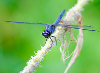 Dragonfly at Lac McGregor, Quebec Found it hovering near a lake. Still trying to identify the species, but likely whatever is most common ;) Canada,Celithemis verna,Double-ringed Pennant,Geotagged,Summer,dragonfly,insect
