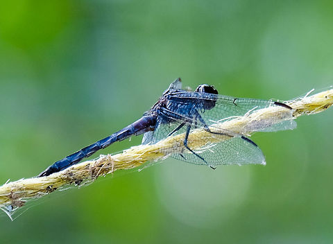 Another angle on Double-Ringed Pennant Same specimen as this much better image: https://www.jungledragon.com/image/42395/dragonfly_at_lac_mcgregor_quebec.html 

Uploaded to show the back angle and help anyone interested correct my fairly unproven species ID :) Canada,Celithemis verna,Double-ringed Pennant,Geotagged,Summer,dragonfly,flying,insect