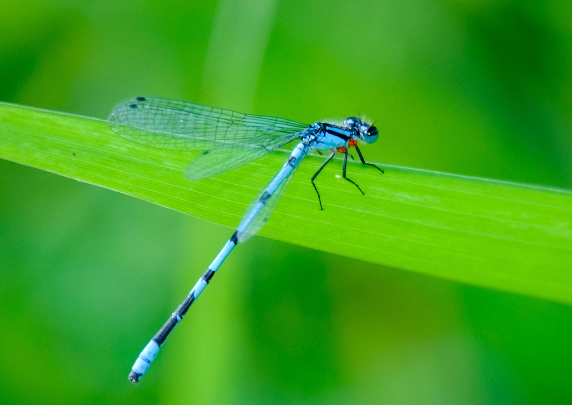 Blue Dragonfly on the shore of Lac McGregor, Quebec Many of them were hovering in the plants by the lakeshore.  <br />
 Canada,Enallagma annexum,Geotagged,Northern bluet,Summer