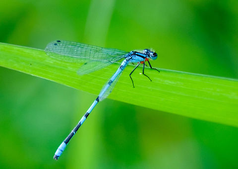 Blue Dragonfly on the shore of Lac McGregor, Quebec Many of them were hovering in the plants by the lakeshore.  
 Canada,Enallagma annexum,Geotagged,Northern bluet,Summer