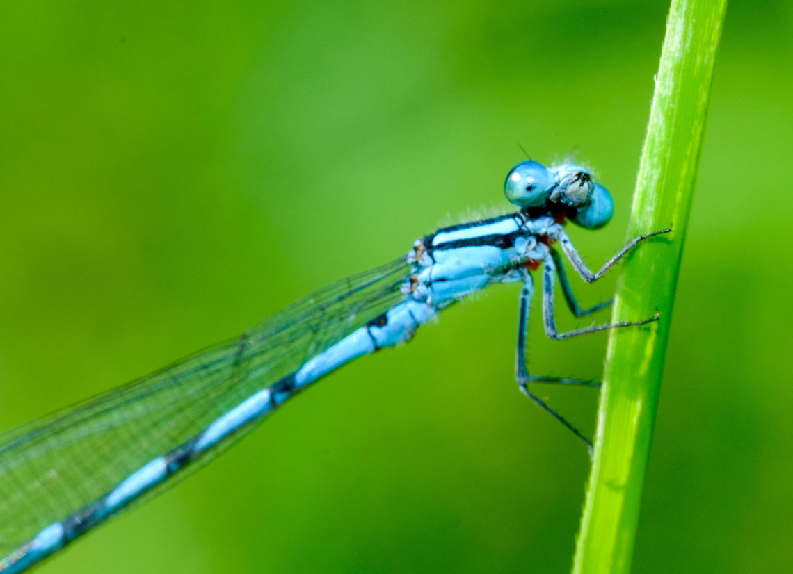 Northern Bluet smiles for a portrait Same dragonfly as below, but facing the camera for a look at it's face: <br />
<br />
<figure class="photo"><a href="https://www.jungledragon.com/image/42432/blue_dragonfly_on_the_shore_of_lac_mcgregor_quebec.html" title="Blue Dragonfly on the shore of Lac McGregor, Quebec"><img src="https://s3.amazonaws.com/media.jungledragon.com/images/1608/42432_thumb.jpg?AWSAccessKeyId=05GMT0V3GWVNE7GGM1R2&Expires=1770854410&Signature=56%2BqFnxKsc6h7J9sx0R6r8%2BmmgM%3D" width="200" height="142" alt="Blue Dragonfly on the shore of Lac McGregor, Quebec Many of them were hovering in the plants by the lakeshore.  <br />
 Canada,Enallagma annexum,Geotagged,Northern bluet,Summer" /></a></figure> Canada,Enallagma annexum,Geotagged,Northern bluet,Summer