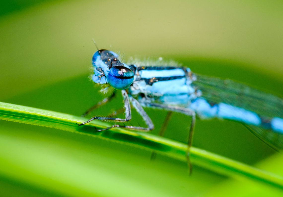 Northern Bluet, closeup of eye One more photo of the beautiful Northern Bluet&#039;s that are all around me here on a lake in Quebec. It turns out they are a variant of the European &quot;common damselfly&quot;.  Canada,Enallagma annexum,Geotagged,Northern bluet,Summer