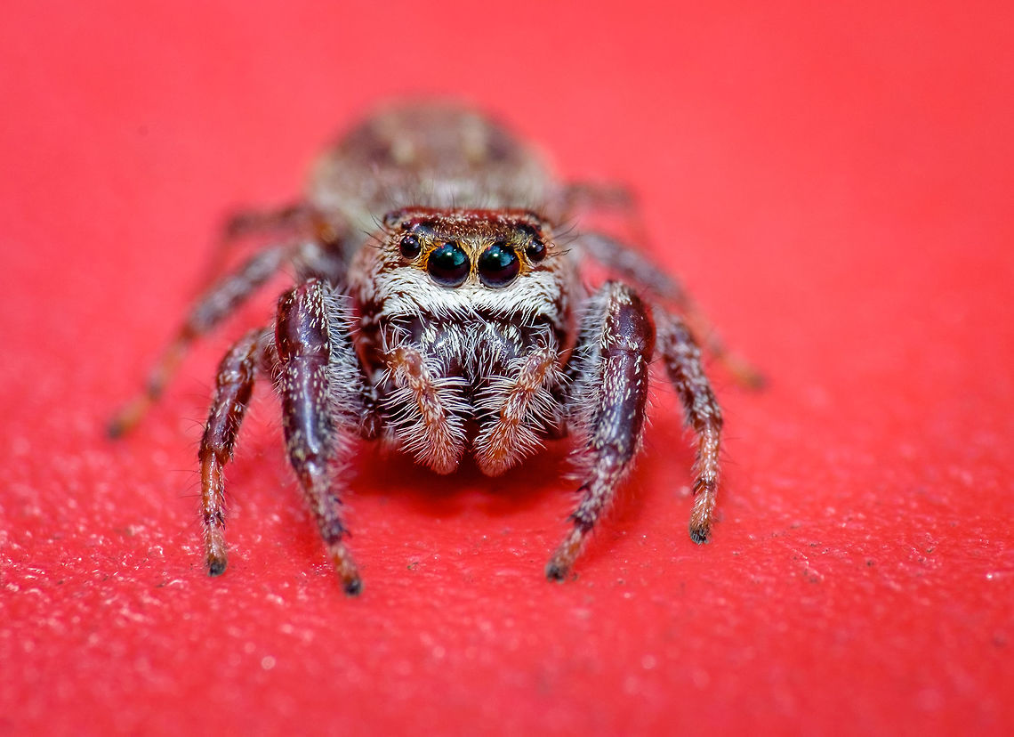 Jumping spider in Quebec Found this little cutie on a lawn chair and chased her around.<br />
<br />
Species ID reference: <a href="http://www.spiders.us/species/platycryptus-undatus/" rel="nofollow">http://www.spiders.us/species/platycryptus-undatus/</a><br />
Reference implies this is a female due to white moustache!<br />
<figure class="photo"><a href="https://www.jungledragon.com/image/42507/jumping_spider_in_quebec.html" title="Jumping spider in Quebec"><img src="https://s3.amazonaws.com/media.jungledragon.com/images/1608/42507_thumb.jpg?AWSAccessKeyId=05GMT0V3GWVNE7GGM1R2&Expires=1759968010&Signature=6M38Yp1D6pgUwZvphi%2BjH8pzyOU%3D" width="200" height="152" alt="Jumping spider in Quebec Species ID reference: http://www.spiders.us/species/platycryptus-undatus/<br />
<br />
Another (nicer) angle: https://www.jungledragon.com/image/42506/jumping_spider_in_quebec.html Canada,Geotagged,Summer" /></a></figure><br />
Canada,Geotagged,Summer