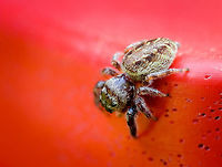 Jumping spider in Quebec Species ID reference: http://www.spiders.us/species/platycryptus-undatus/<br />
<br />
Another (nicer) angle: https://www.jungledragon.com/image/42506/jumping_spider_in_quebec.html Canada,Geotagged,Summer