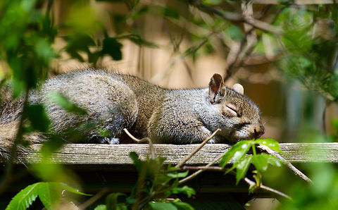 Urban squirrel sleeps in the sunshine, Montreal, Canada Squirrels aren't rare but I find them adorable and hilarious. This one was sleeping serenely on the fence behind my house.  Canada,Eastern gray squirrel,Geotagged,Sciurus carolinensis,Spring,squirrel