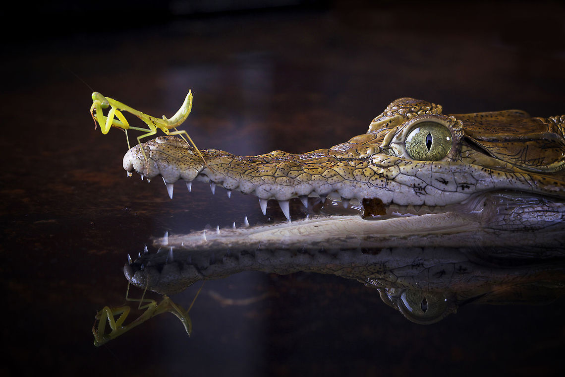 Reflection a mantis is standing on a crocodile&#039;s mouth while looking at the reflection in the water Crocodylus johnsoni,Freshwater Crocodile,Mantis