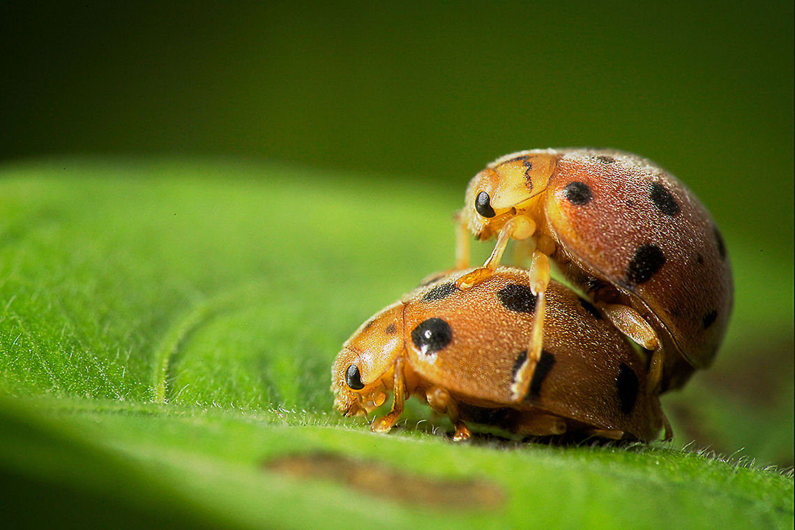 Mating Mating Ladyburg in The Morning Henosepilachna vigintioctopunctata,ladybug