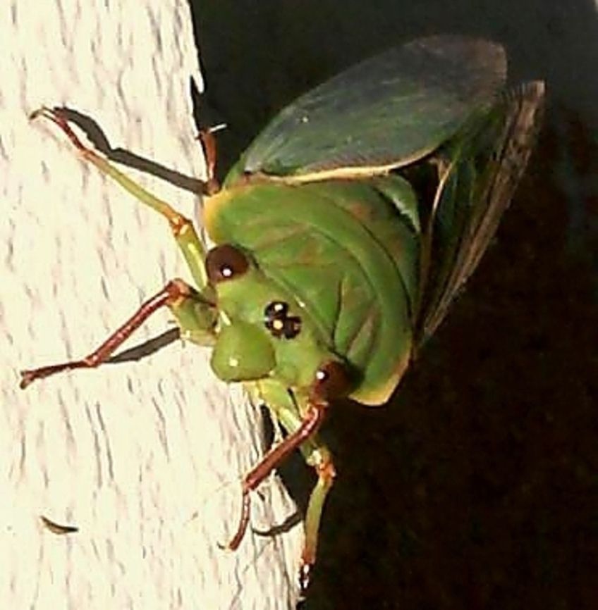Noise Maker  Cyclochila australasiae,Green grocer