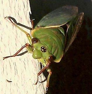 Noise Maker  Cyclochila australasiae,Green grocer