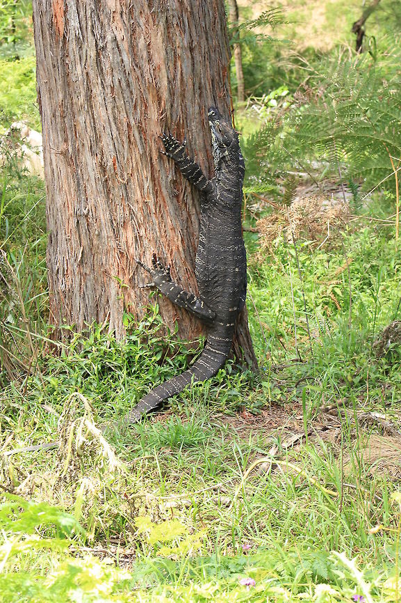 GOANNA. Goanna up a tree at Bakers Flat. Goanna,Lace monitor,Lizard,Varanus varius