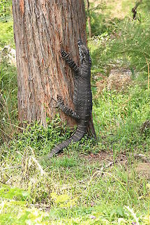 GOANNA. Goanna up a tree at Bakers Flat. Goanna,Lace monitor,Lizard,Varanus varius