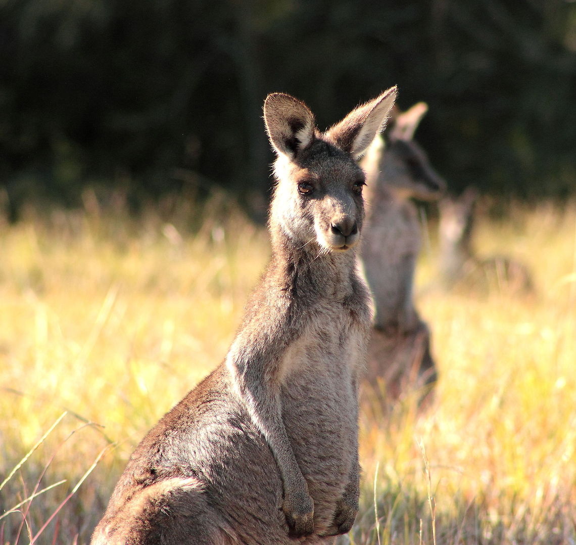 Joey Baby Kangaroo Eastern grey kangaroo,Kangaroo,Macropus giganteus