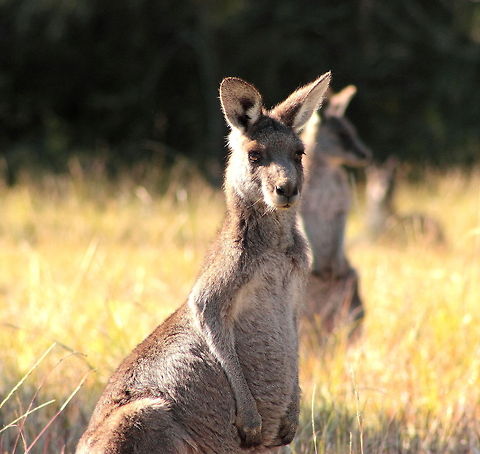 Joey Baby Kangaroo Eastern grey kangaroo,Kangaroo,Macropus giganteus