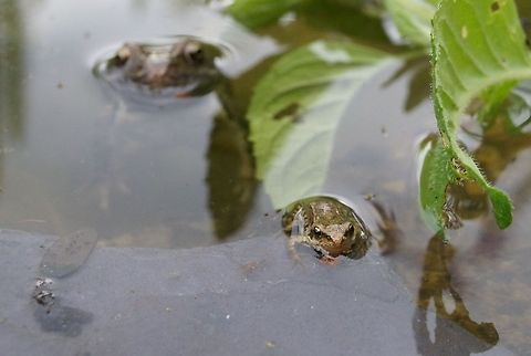Young and adult frog There was lots of frogspawn in this pond. This is one of the new baby frogs, with a larger adult in the background behind it. Common frog,Rana temporaria