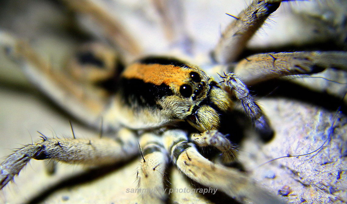 hairy spider ! was at my doorstep  !<br />
went up close macro with it ! Geotagged,India