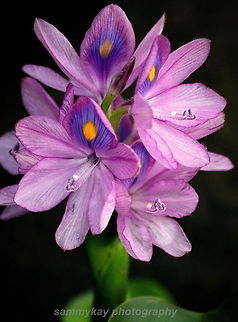 a flower found in the rivers in india growing out from a weed !  Common Water Hyacinth,Eichhornia crassipes,Geotagged,India