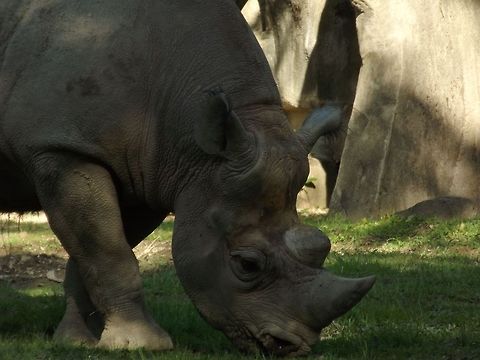 Rhino  Black rhinoceros,Ceratotherium simum,Diceros bicornis,Geotagged,United States,White rhinoceros