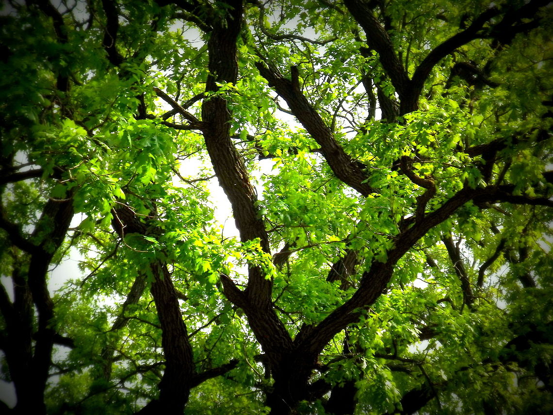 Vibrant Trees