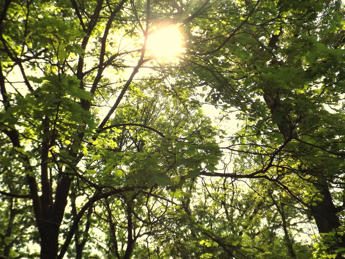 Sun shiny Day